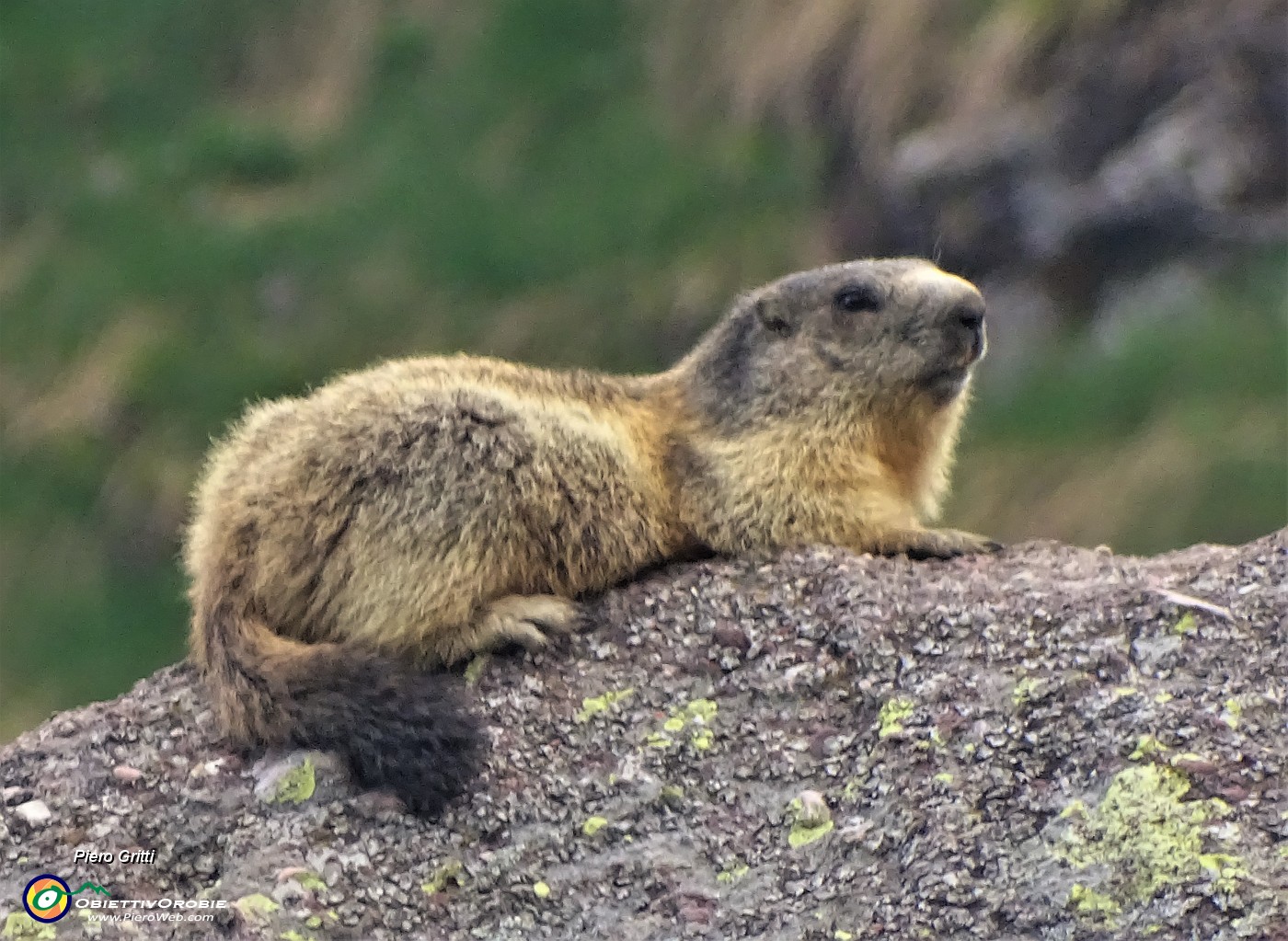 84 Marmotta in comoda sentinella su grosso masso.JPG